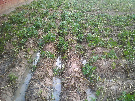 Potato, mustard, pea shoots on rain