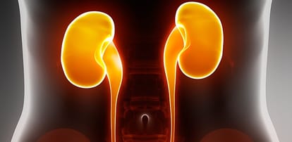 Artificial kidney may hit market by end of decade