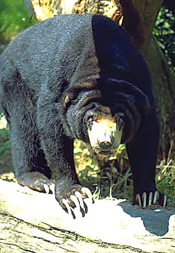 Ramesh badly torn bear couple