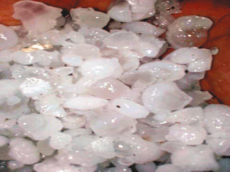 With rain falling hail, crop fields were felled