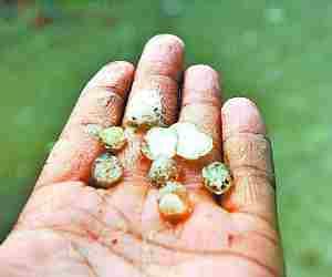 Hailstorm in Amethi and Sultanpur