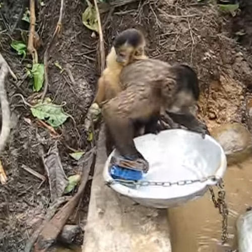 Monkey In Bolivian Sanctuary Washes Dishes Video Will Make You Laugh