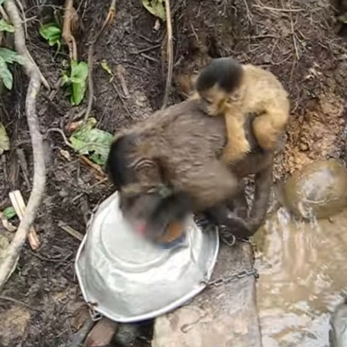 Monkey In Bolivian Sanctuary Washes Dishes Video Will Make You Laugh