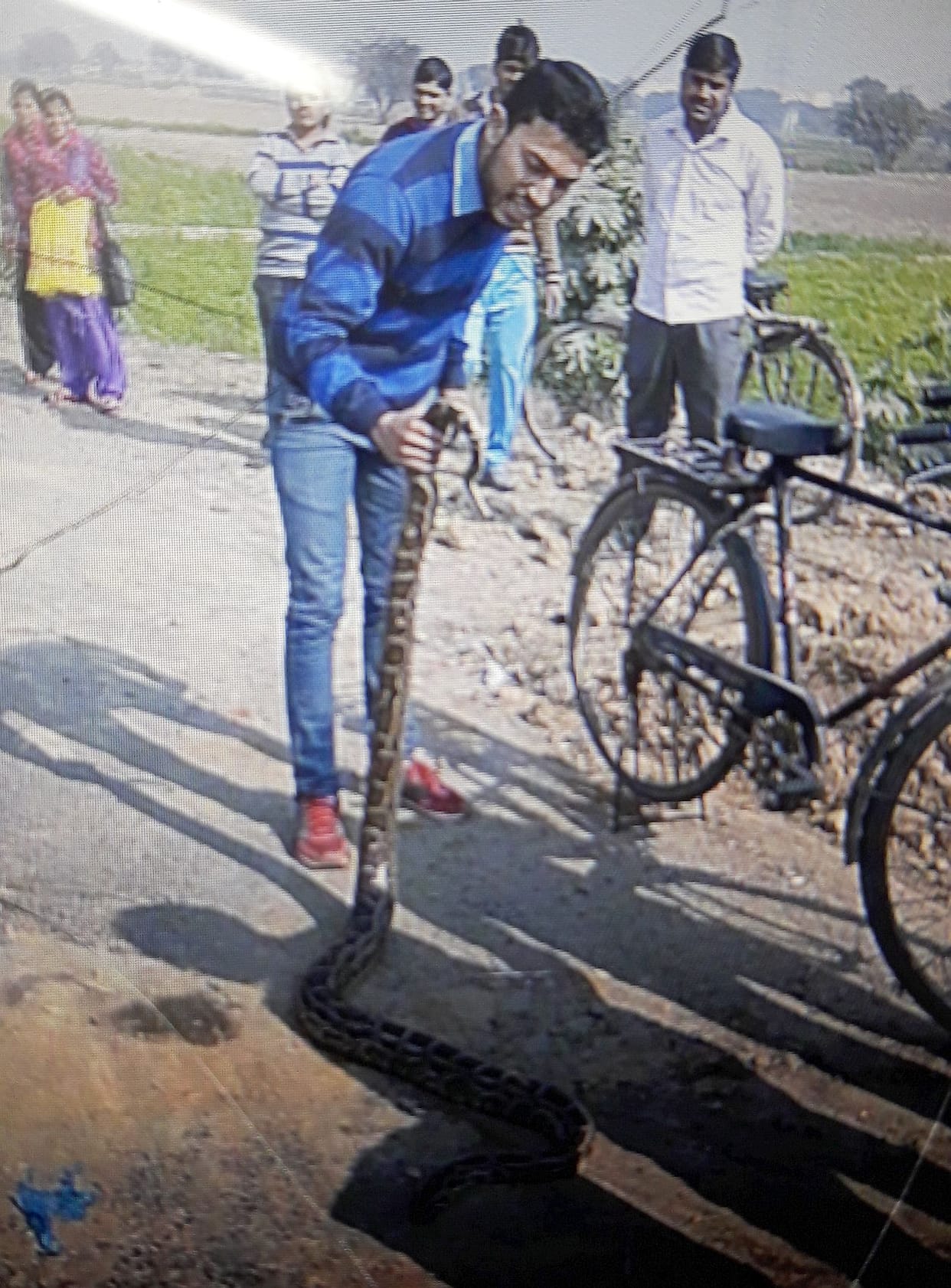 Python turned in Cituli village.