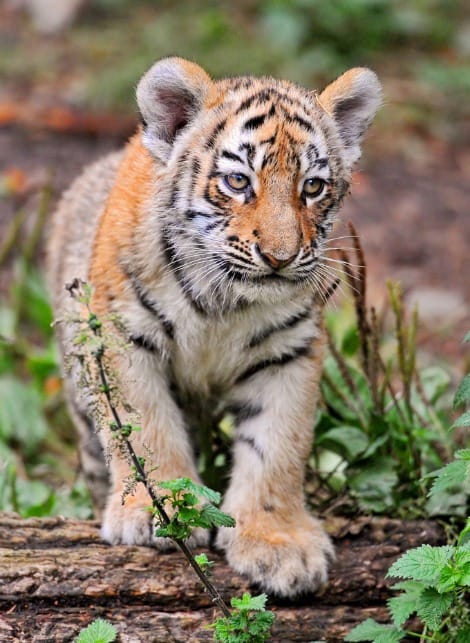 Tiger cub killed by 'bison' in Madhya Pradesh