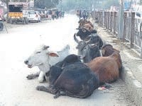 no plan, animals, rule,fatehabad