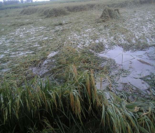 Reflex season, also had hail showers