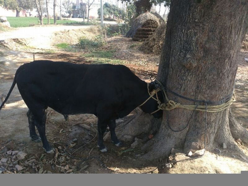 Five injured in bull attack