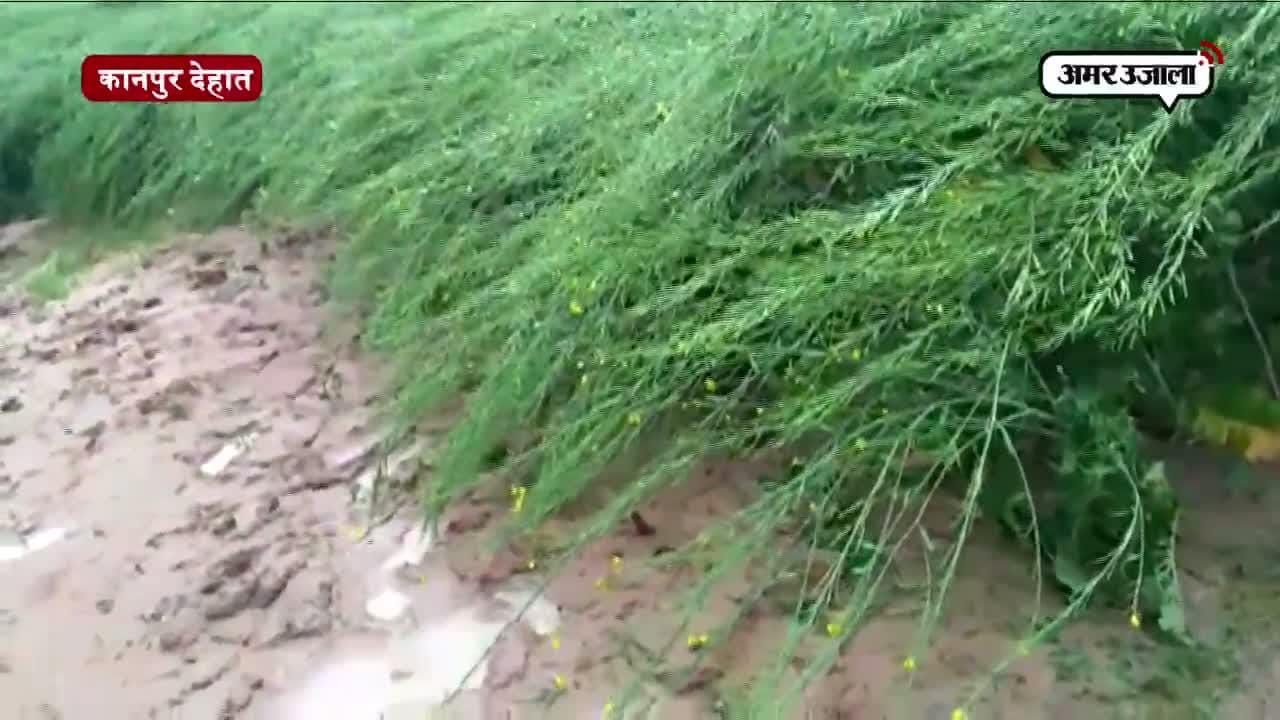 कानपुर देहात, बारिश, किसान 