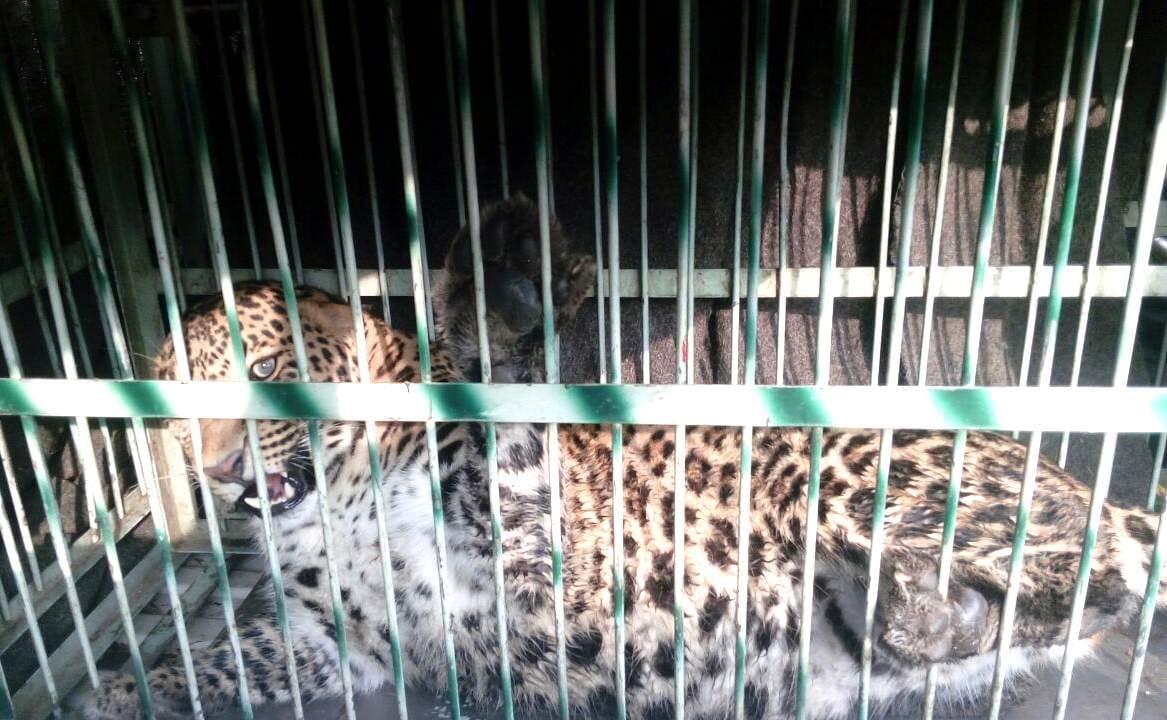 leopard enter in toilet at kotdwar