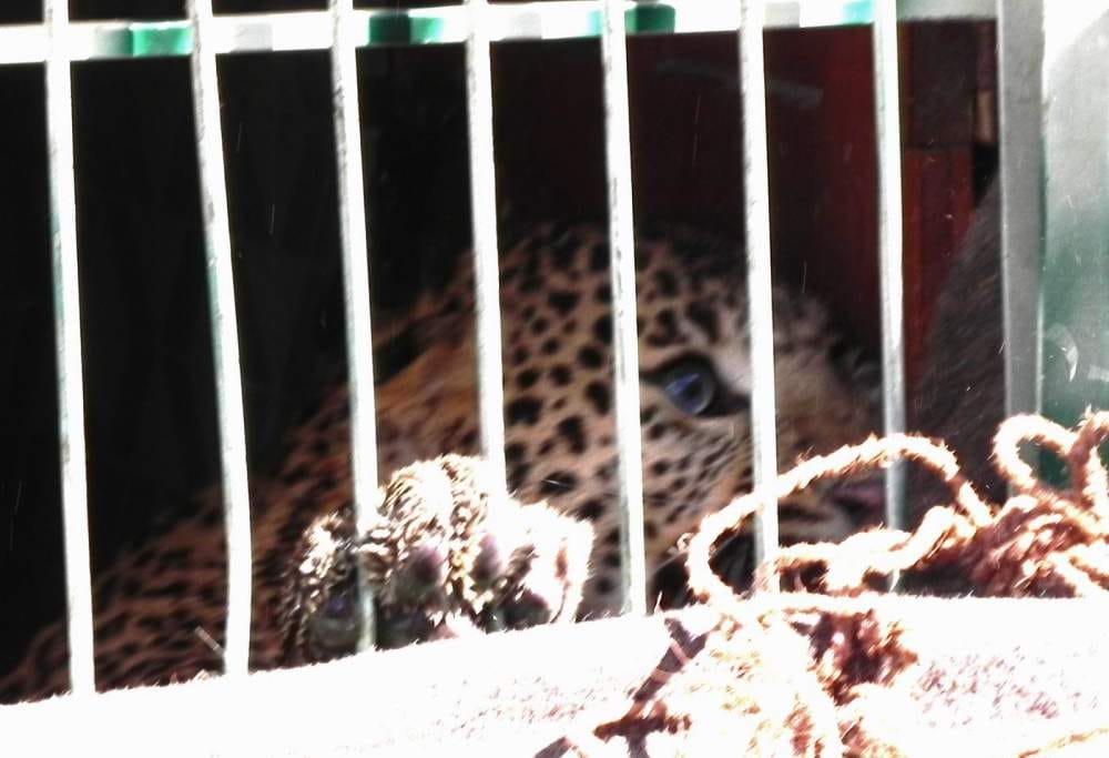 leopard enter in toilet at kotdwar