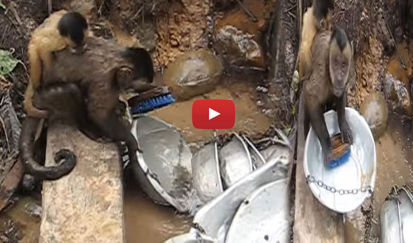 Monkey In Bolivian Sanctuary Washes Dishes Video Will Make You Laugh