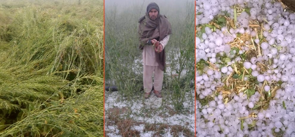 Big loss to farmers by rain and hailstone, mustard and wheat crops destroyed