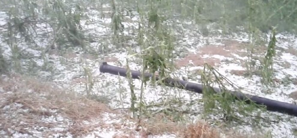 Big loss to farmers by rain and hailstone, mustard and wheat crops destroyed