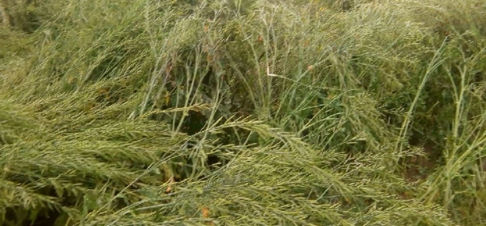 Big loss to farmers by rain and hailstone, mustard and wheat crops destroyed