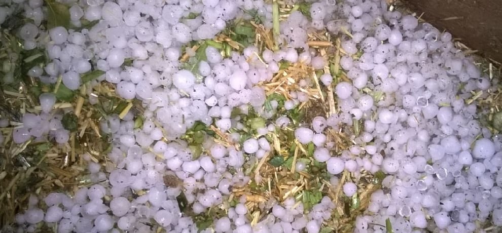 Big loss to farmers by rain and hailstone, mustard and wheat crops destroyed