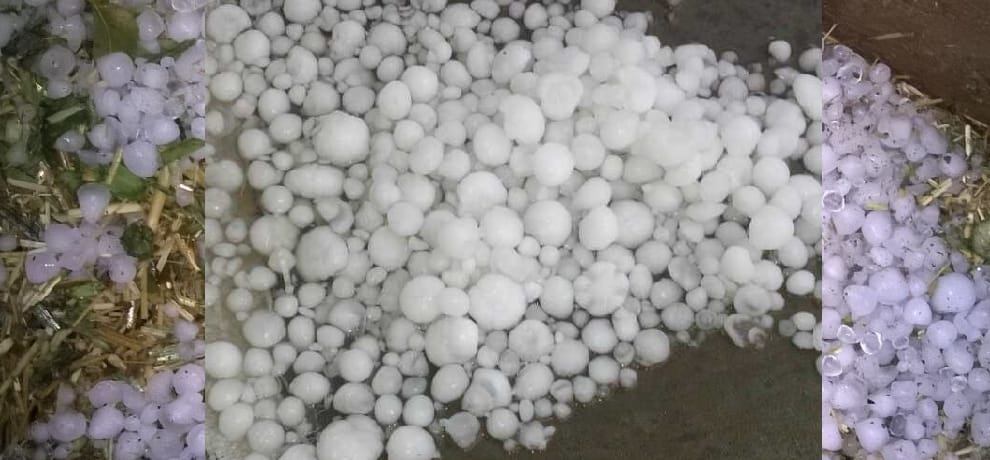 heavy rain runied crops