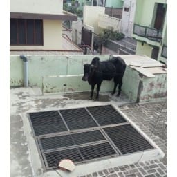 bhiwani news, second tarrif, first, tariff, jump, bull