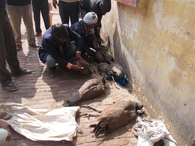 Three peacocks died from the cold, seven sick