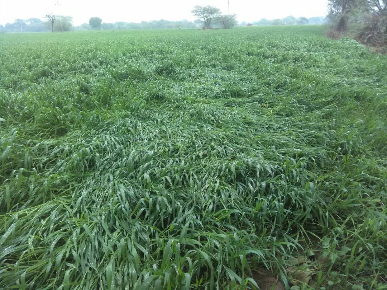 अब आनलाइन बिकेगी फसल