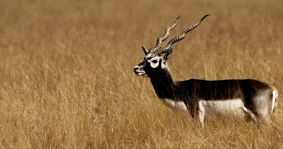 salman khan Blackbuck Poaching Case dehradun