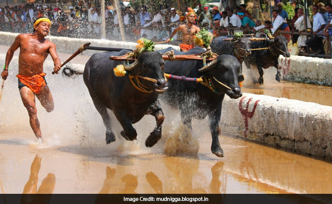  protest for kambala in karnataka