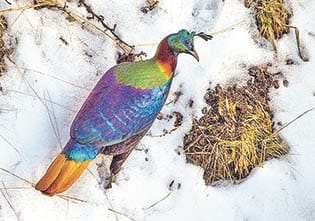 Monal hunt by predators