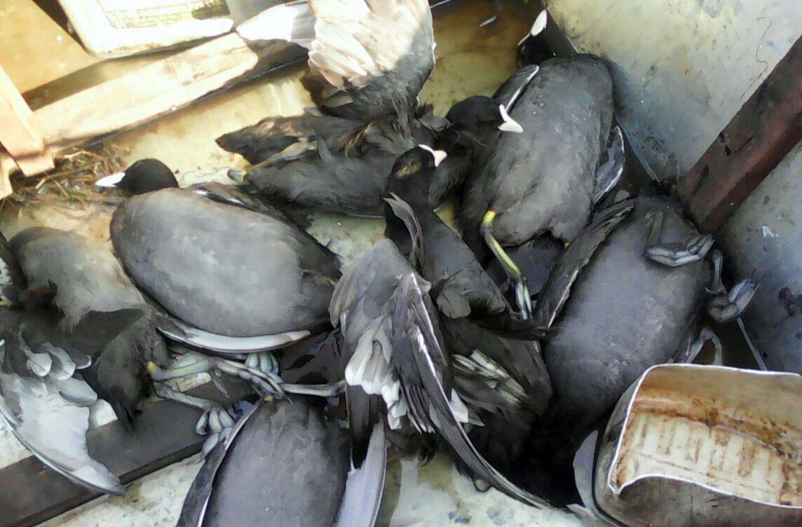 Sharada Dam are hunting of migratory birds