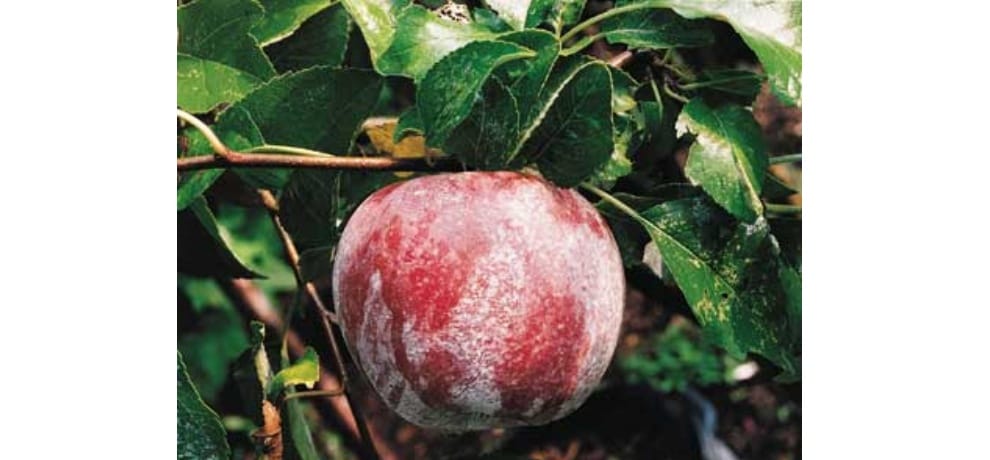 Despite centre restriction himachal govt nod to farmers for apple spray