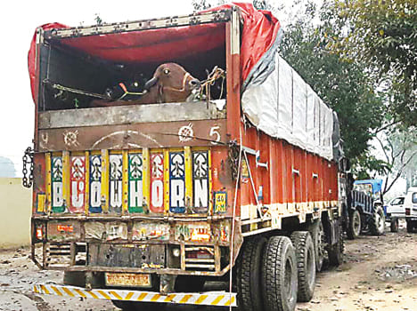 cow loaded truck caught, 4 people arrested