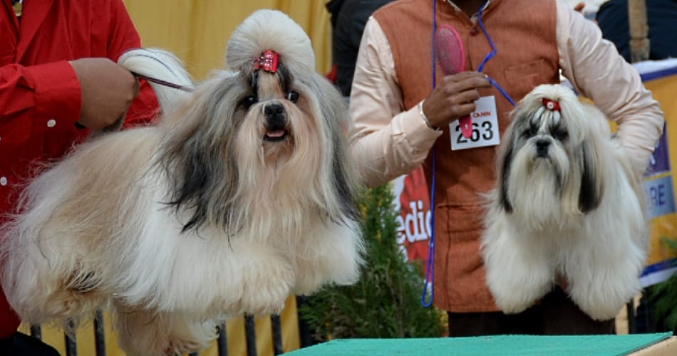 unique step taken by chandigarh administration for stray dogs, know here