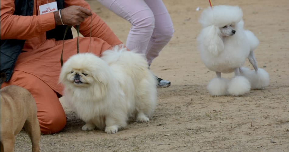 amazing dog show at leisure valley chandigarh