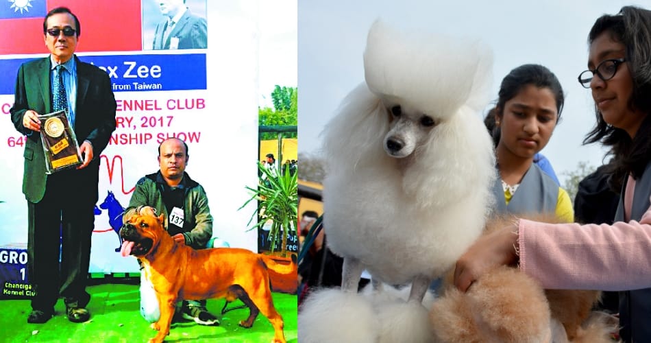 amazing dog show at leisure valley chandigarh