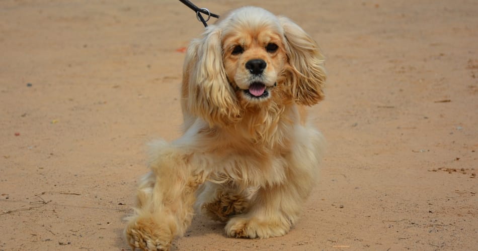 amazing dog show at leisure valley chandigarh