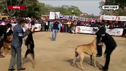 Dog lovers get into dog show in chandigarh