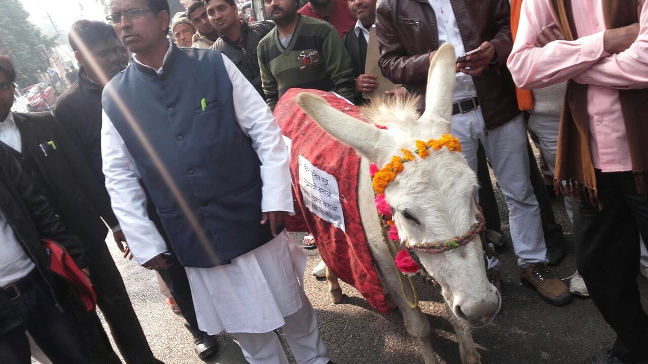 donkey reaches for nomination in lucknow