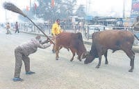 fatehabad, shopkeeper injured, bull fighiting, in road,  harayana