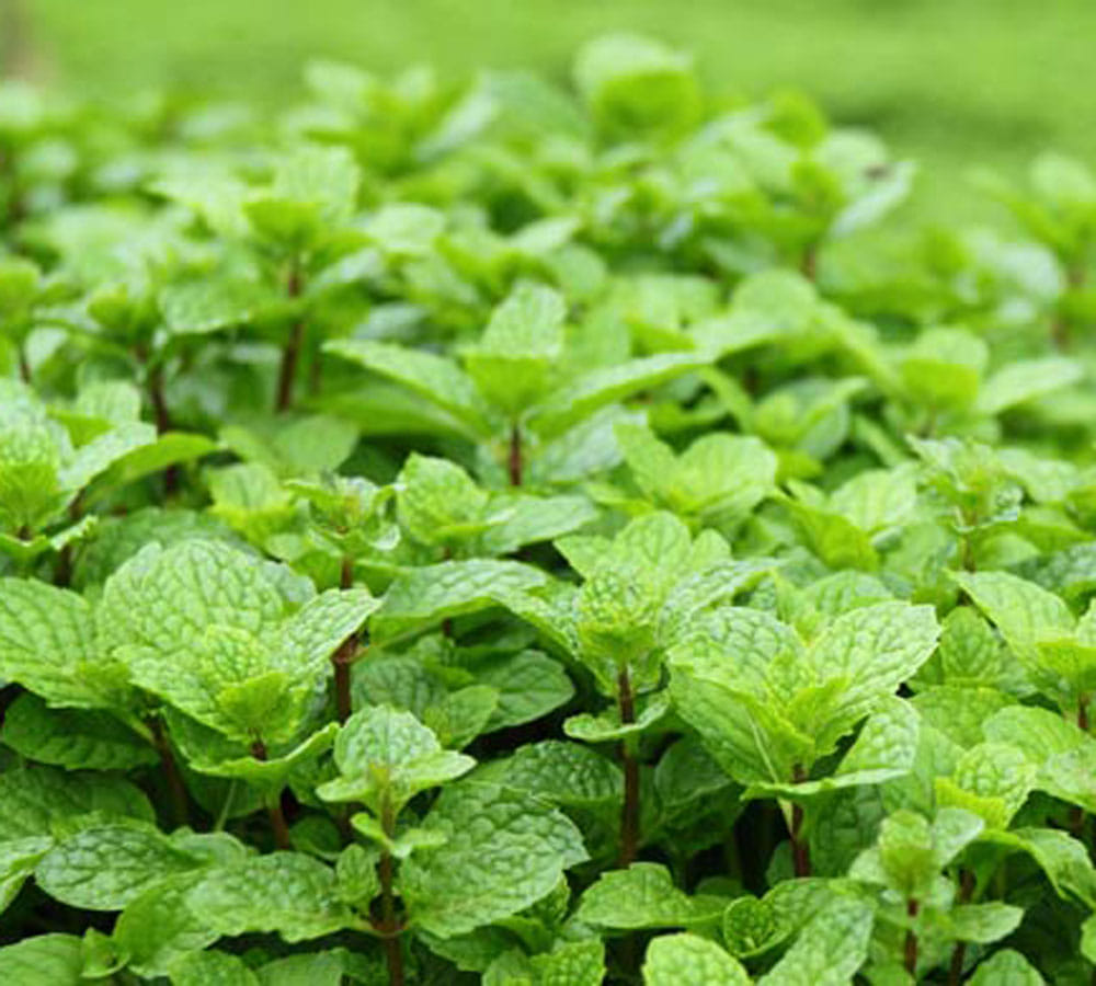 natural contraceptive which can be used easily 