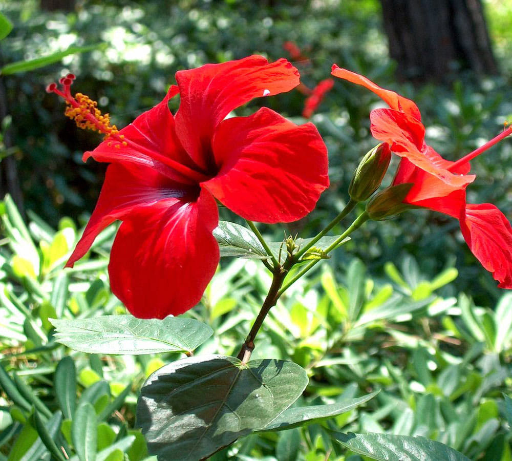 natural contraceptive which can be used easily 