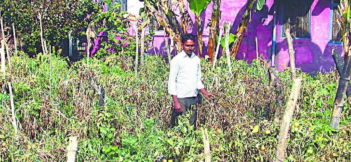 Vegetable producers hit by frost