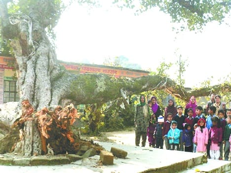 tree fall in school building at barsand