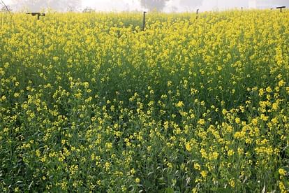 Mustard purchased on MSP of 15 thousand hectares