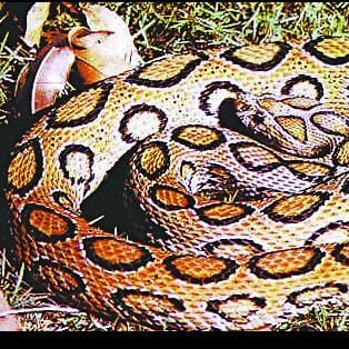 These particular snakes often get off the ground, such as cutting the defense