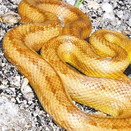 These particular snakes often get off the ground, such as cutting the defense