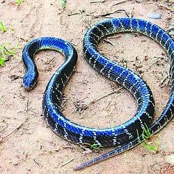 These particular snakes often get off the ground, such as cutting the defense