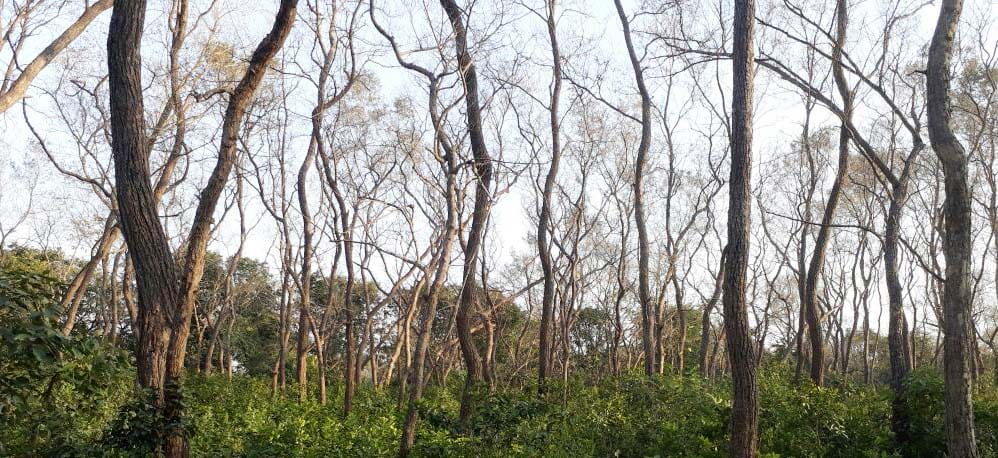 Fusarium fungi swallowing greenery of rosewood