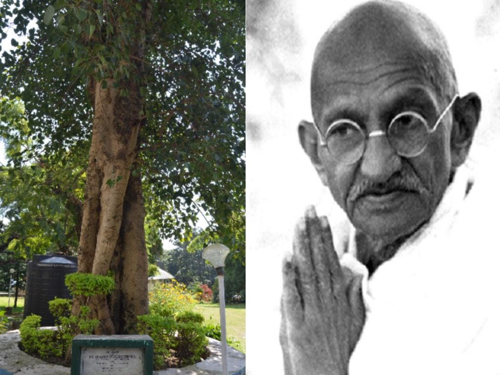 mahatma gandhi plant this tree in dehradun