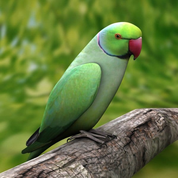  bihar women annonce 25 thousand prize money to fetch her Lost parrot