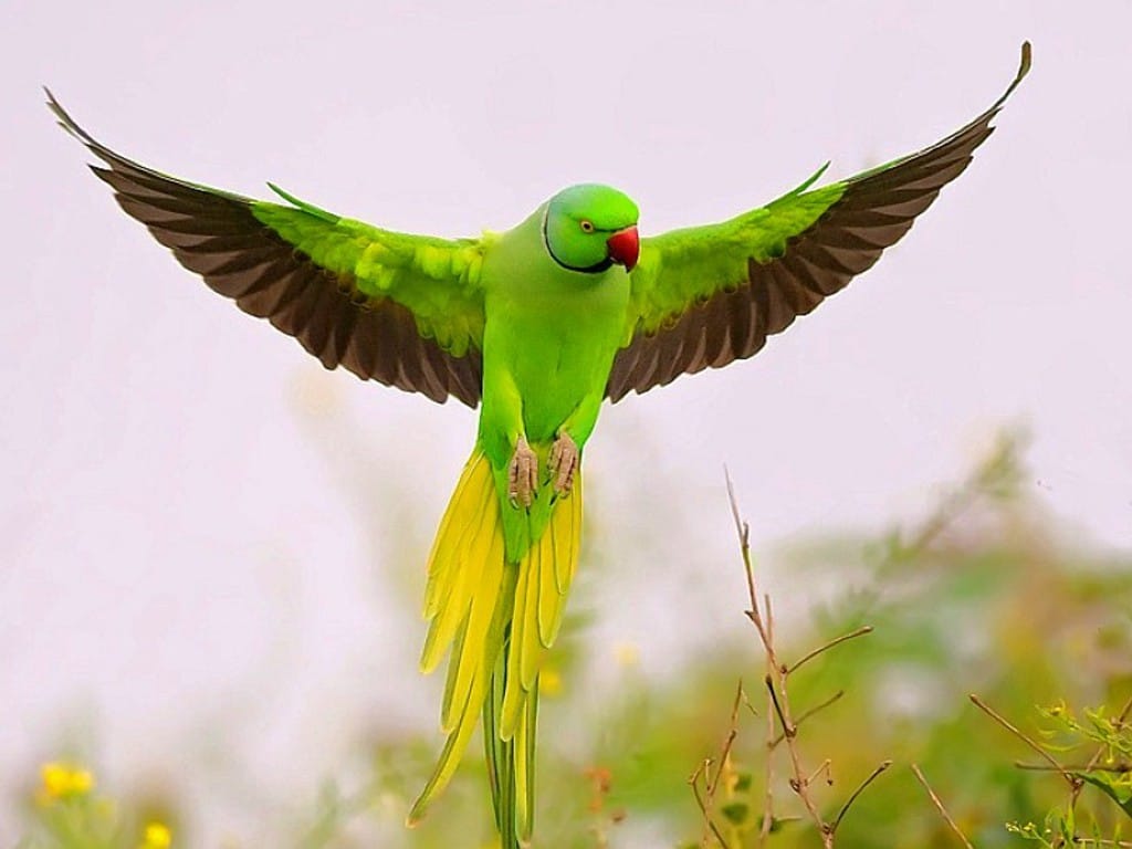Due to a parrot, Satna remained in darkness for three hours, parrot was stuck in power jumper