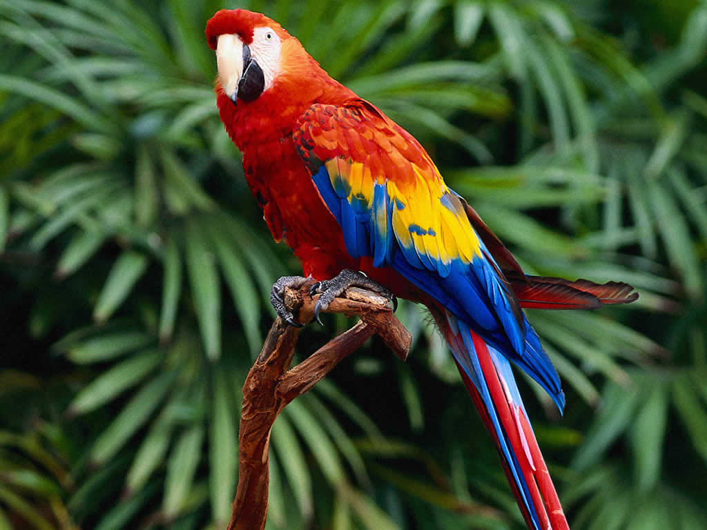  bihar women annonce 25 thousand prize money to fetch her Lost parrot